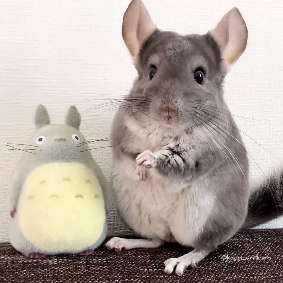 てやんでい！🐭
#チンチラ https://t.co/DsXzQwAhIM