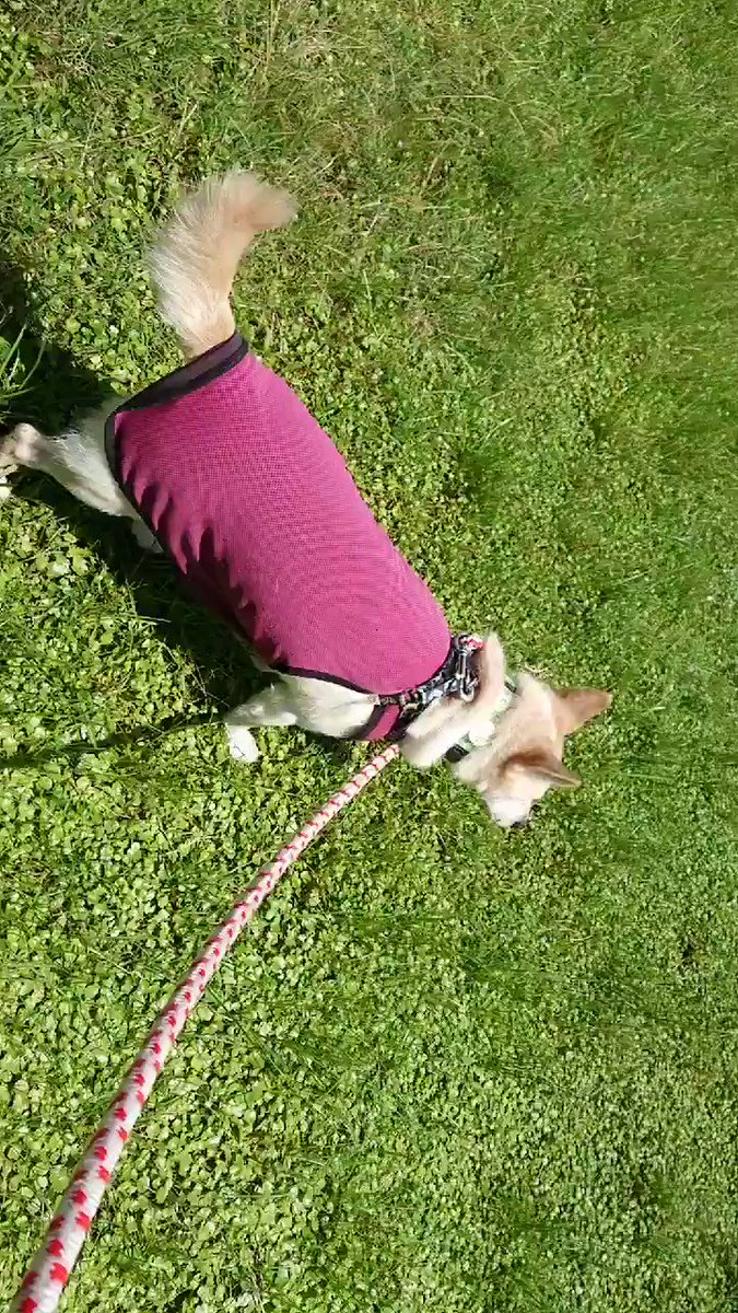 そよ子 犬の散歩などしてきました