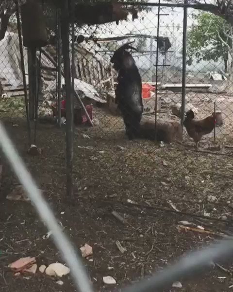 Collection 94+ Pictures black goat walking on two legs Stunning