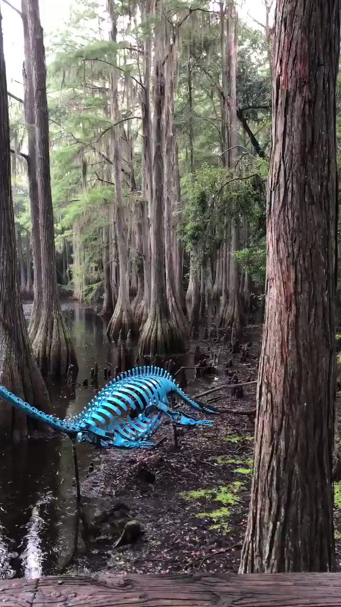 I won't claim that it's the best, but Tallahassee Museum has a trail through a cypress swamp that features Florida panthers and other native Florida animals, as well as dinosaurs and dinosaur-adjacents made of car parts. It's a special place. https://t.co/A6iuW9knHh https://t.co/mcpznS6Zpj