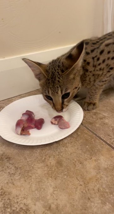 From now on if you’re mean to me I’ll feed you to my cat ? https://t.co/fCcnZgFNil