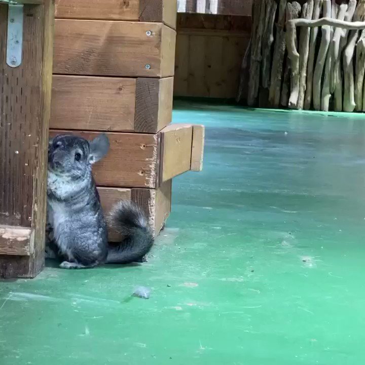 隠れられてないよ、、😌

#チンチラ
#chinchilla 

https://t.co/ruS7fDlQli https://t.co/S2MVzucfmk