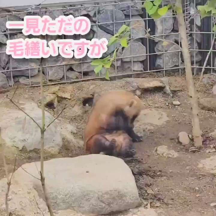 ぼーっとのすけ (@lRodeFdsXGMgJPi) / Posts / X