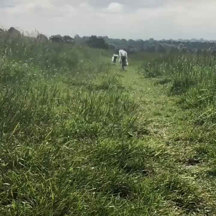 Thanks for all your beautiful messages about Beano - away filming, throwing myself into work but I’ve been dipping into Twitter & finding massive comfort in all your kind words. Off today so can dwell a bit more - found him here with his lil’ sis Dolly close behind as usual 💜 https://t.co/Psycl6dfeu