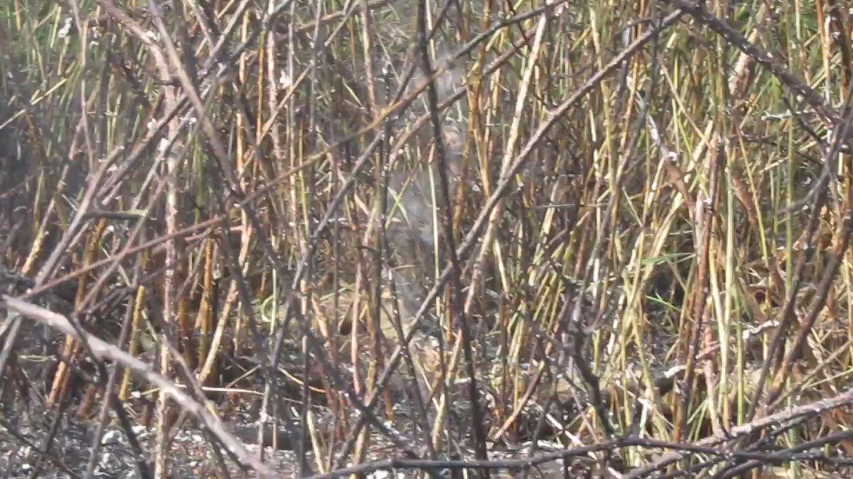 Here we go again. Yet another gorse fire in the biggest public park in #corkcity that has never had & still doesn’t have a warden or a security guard despite an uninterested @corkcitycouncil run from top to bottom by FF & FG having an annual budget of over €200m. https://t.co/1mBxmANHSl