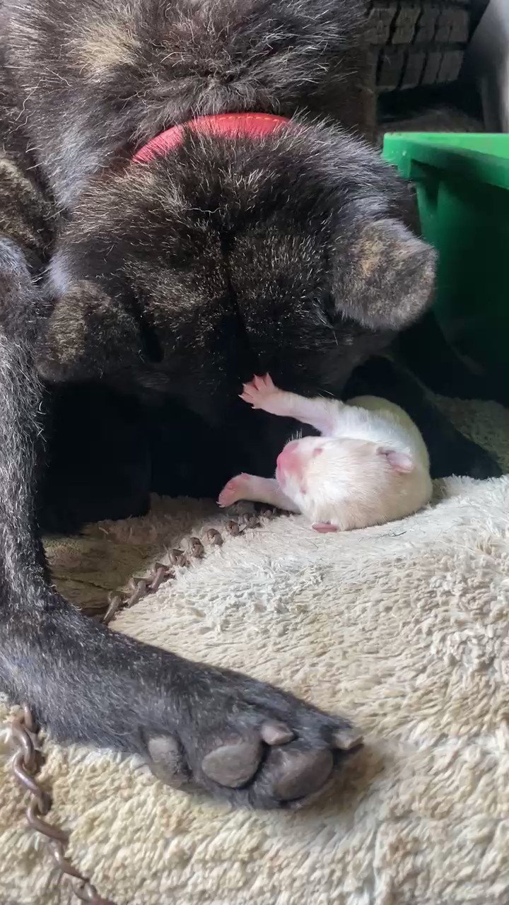 三ツ峠山荘 山荘で飼っている甲斐犬カコとゴンの子供が5匹生まれました 5匹ともそれぞれ見た目に個性があって成長が楽しみです 稀に生まれる真っ白な子や足先や胸が白い子は 古い甲斐犬の血の先祖返りのようです 甲斐犬 犬 子犬 日本犬 三ツ峠山荘 山荘で飼っている甲斐犬カコとゴンの子供が5匹生まれました 5匹ともそれぞれ見た目に個性があって成長が楽しみです 稀に生まれる真っ白な子や足先や胸が白い子は 古い甲斐犬の血の先祖返りのようです 甲斐犬 犬 子犬 日本犬