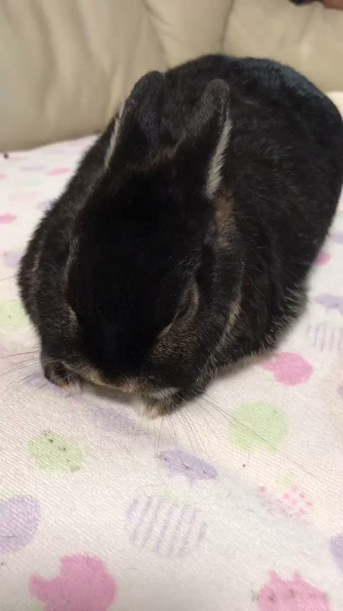 Winnie Wong Winniepyw Twitter