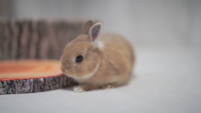 【動画】ぺったり寝そべるうさぎさんがモチモチかわいすぎるのサムネイル画像