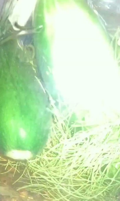 Making pickles with cucumbers I grew 🤤 #plantmom https://t.co/Ao1PBQCjGd<a href="/tag/plantmom"class="tags">#plantmom</a>