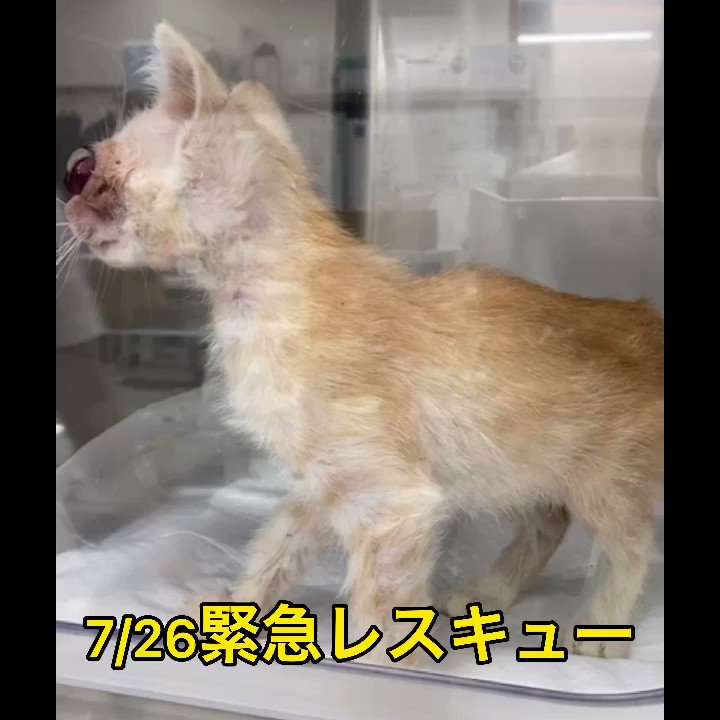 Home Logogala Recent Activity Post トリックマスターソラみなと気仙沼大使 31 May 2019 June Is A Wonderful World ６月 素晴らしい世界 癒される空間 バラのマジシャン バラの魔法使い 小さな命 美しい Https Www Instagram Com P Byjpuisa5tg