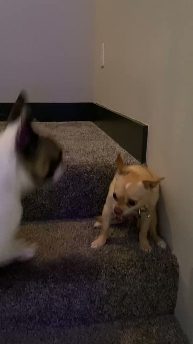 Poop vs. Zeek… happy birthday Poop! #chihuahua #frenchie #funnydogs #ilovePoop https://t.co/APBPY12W
