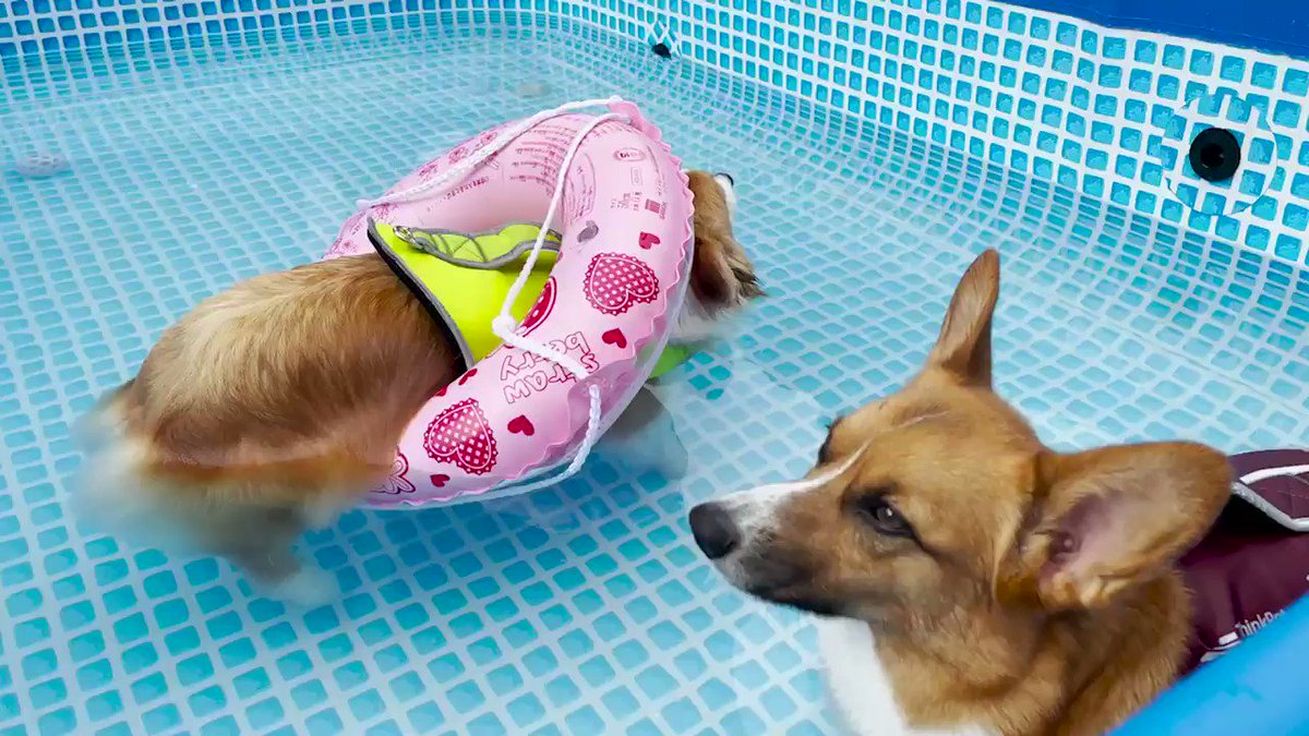 気付く前は泳いでたんです 水に浮かぶことに気づき泳がなくなったワンコ 学習能力が高い 後ろ足が完全なる脱力 Togetter 気付く前は泳いでたんです 水に浮かぶことに気づき泳がなくなったワンコ 学習能力が高い 後ろ足が完全なる脱力 Togetter