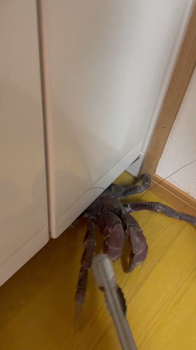 追記あり 換気したまま出かけて帰宅したら部屋にまさかの侵入者 いや怖いわ 捕獲して逃がしたと思ったら Togetter 追記あり 換気したまま出かけて帰宅したら部屋にまさかの侵入者 いや怖いわ 捕獲して逃がしたと思ったら Togetter
