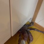 やっぱりトングは役に立つよなーー pic.twitter.com/6pjobYYy8R