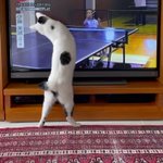 みまちゃんと朝練（しのびよる黒い影） pic.twitter.com/GCW0IXXHHz