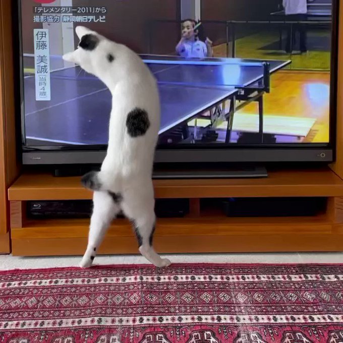 【東京オリンピック】卓球に夢中な猫さん、可愛さ金メダル級【動画】のサムネイル画像