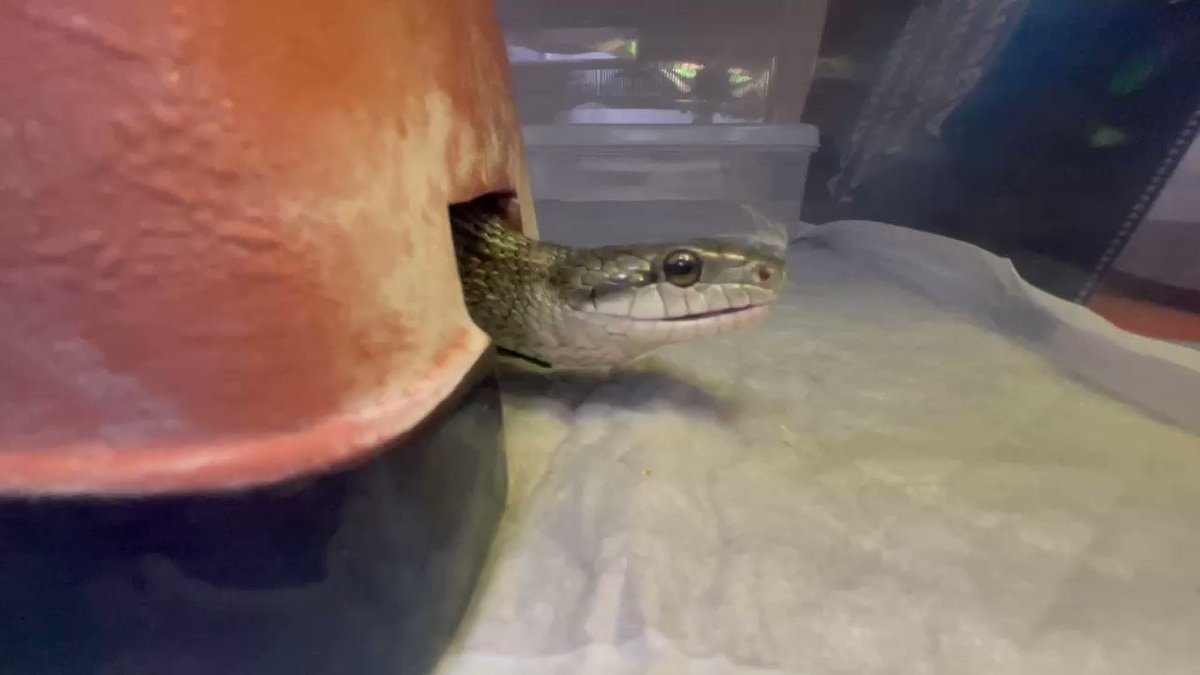 サラリーマンの食卓で食べよう ジンギスカン アワビ サイゼ ヘビ 2ページ目 Togetter