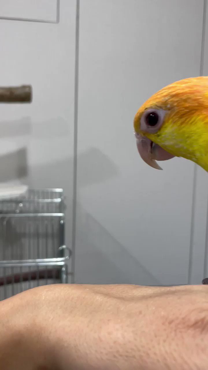 インコ里親募集 Twitter Search Twitter