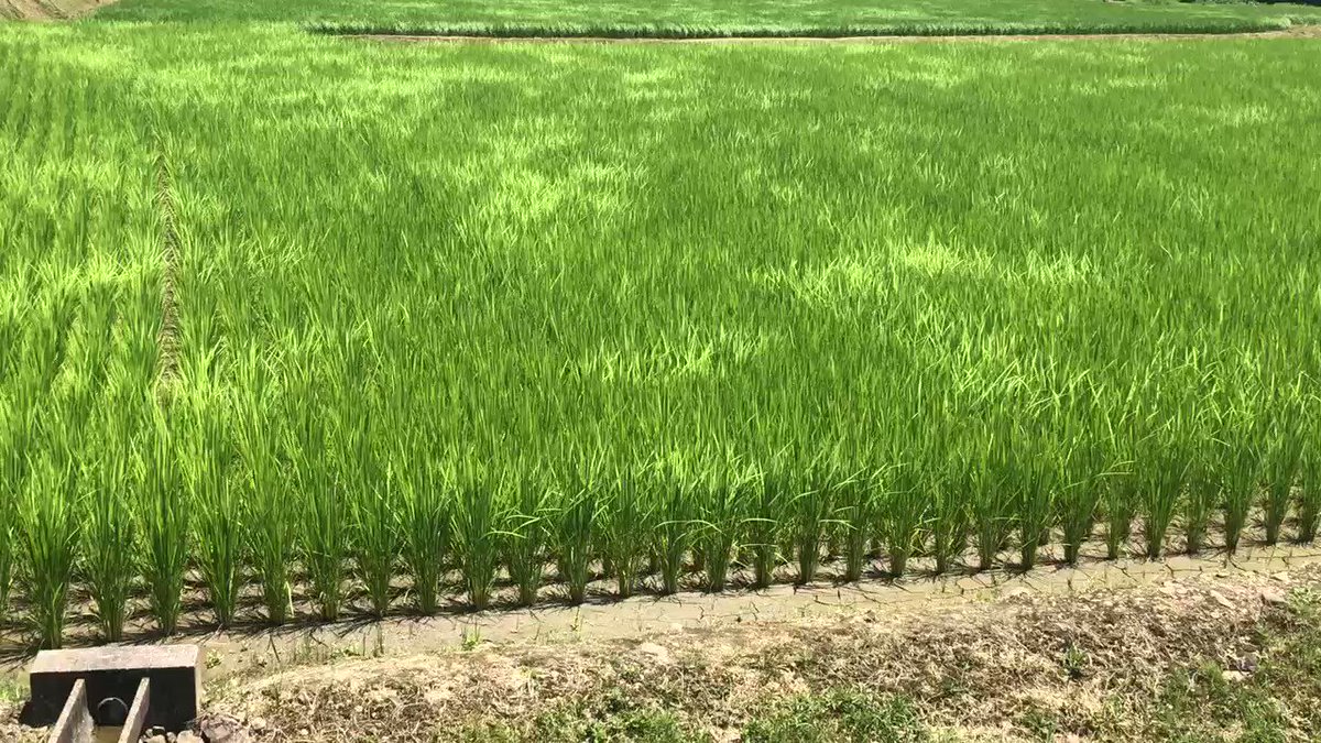 田舎の好きなところは？田んぼが風にって波ができる所！