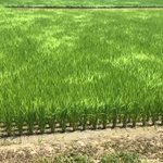 田舎の好きなところは？田んぼが風にって波ができる所!