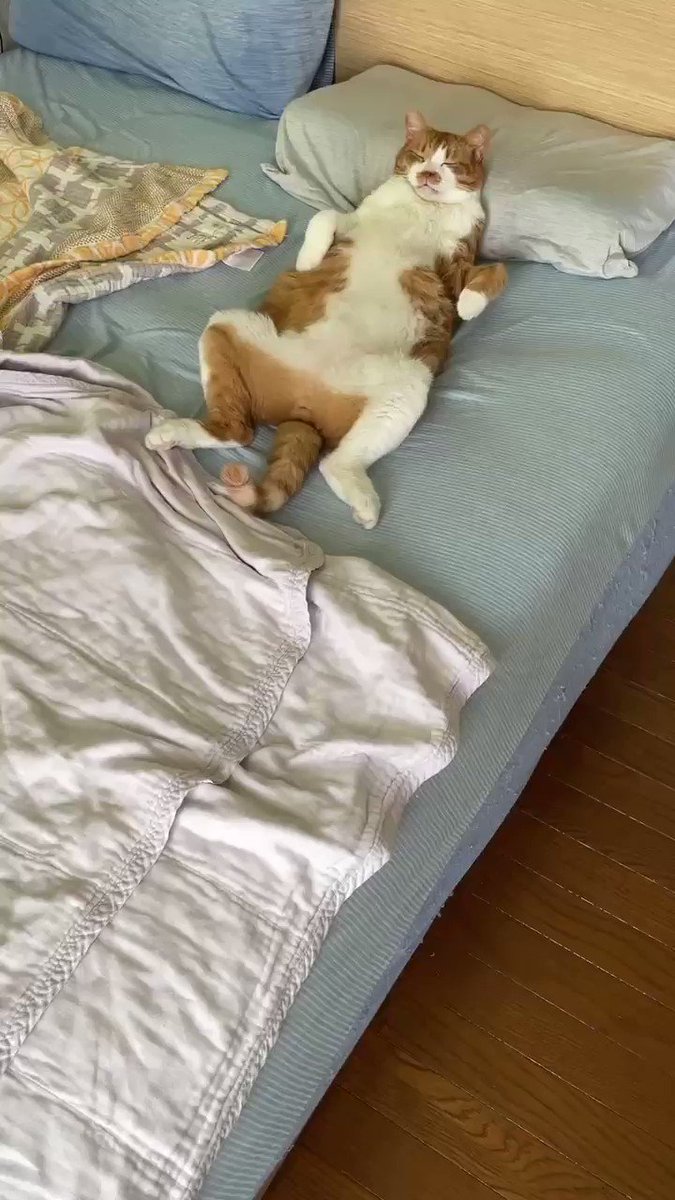 寝起きドッキリ風動画を撮ろうと思ったら？全然起きない猫www