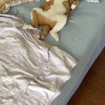 寝起きドッキリ風動画を撮ろうと思ったら？全然起きない猫!