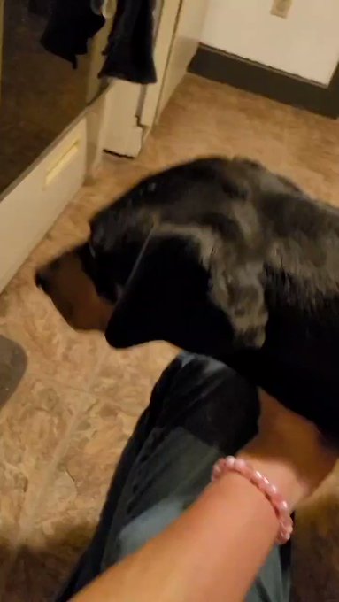 I got surrounded. The cuddle fight was brutal as I attempted a 2 front war of cuteness.
The husky mix