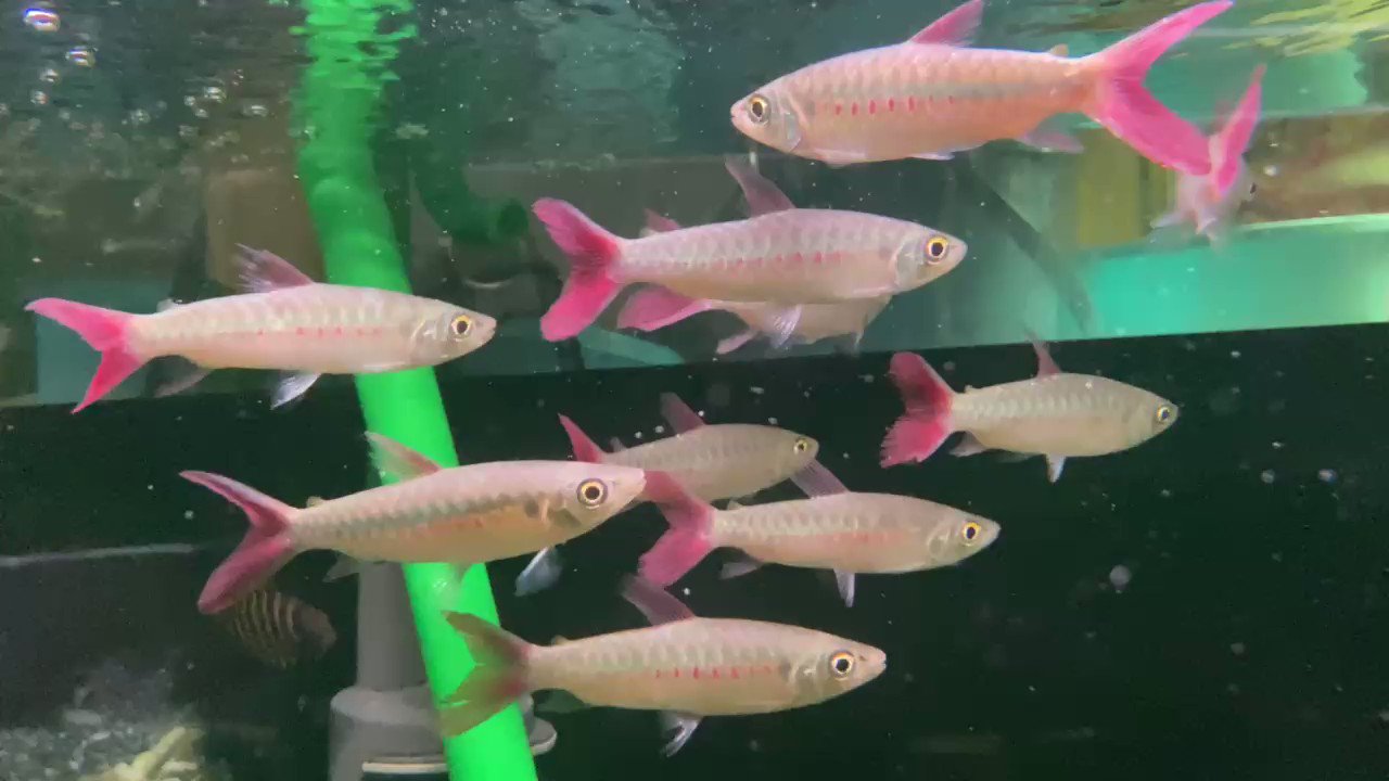 熱帯魚店ツーウェイ スポットピンクテールカラシン アラグアイア T Co Qkfww3of Twitter 熱帯魚店ツーウェイ スポットピンクテールカラシン アラグアイア T Co Qkfww3of Twitter