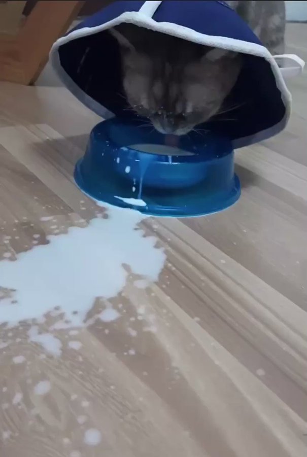 【動画】エリザベスカラーとミルクの飲むのへたくそ猫さんのサムネイル画像