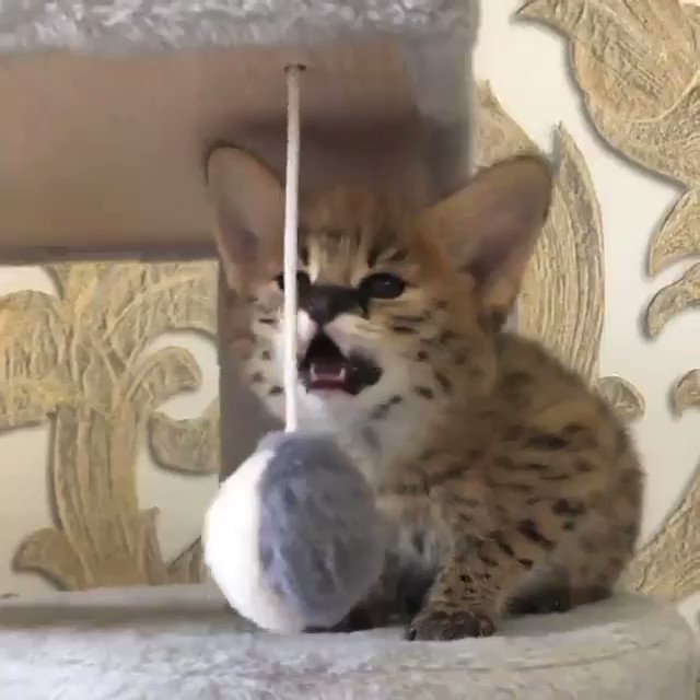 RT @Fennecous: Happy Serval Sunday

It's also international cat day :D https://t.co/sWkJRywHW0