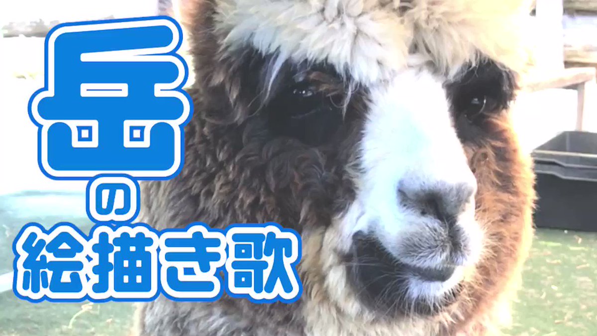 アルパカハウス神楽坂 Alpacahousekagu Twitter