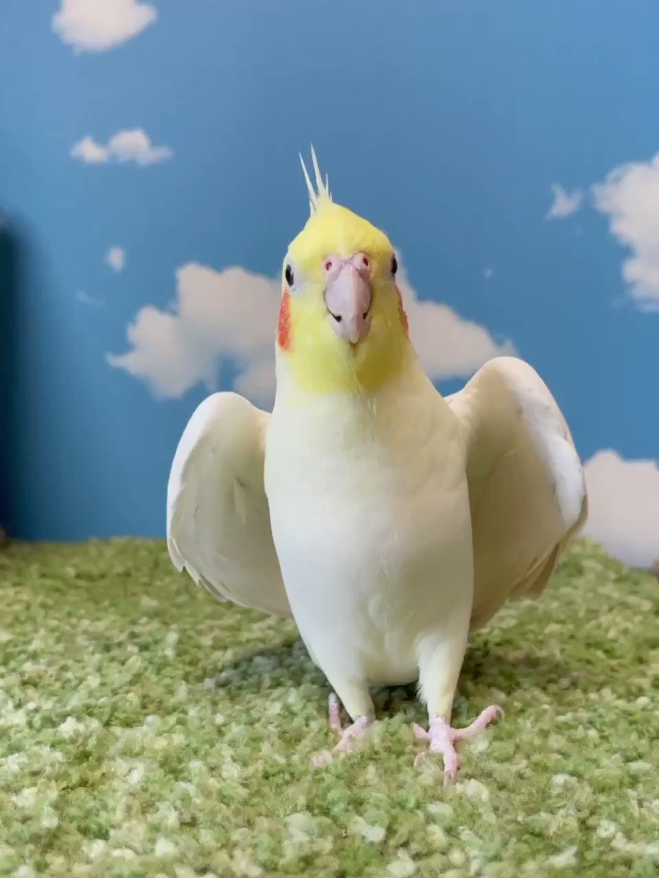 あなえぴいんこ きゃーっ 初めて ちゃんとした こんにちは を撮影できました オカメインコのあななくん インコ おしゃべりインコ T Co B60bkup3tm Twitter