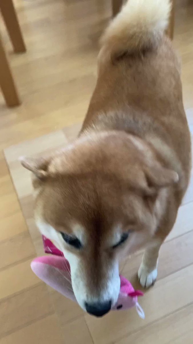 寂しいよ のスマイル 目を細めて笑う柴犬ちゃんが話題 笑顔のヒミツを飼い主さんに聞いた ブリーダーナビ 寂しいよ のスマイル 目を細めて笑う柴犬ちゃんが話題 笑顔のヒミツを飼い主さんに聞いた ブリーダーナビ
