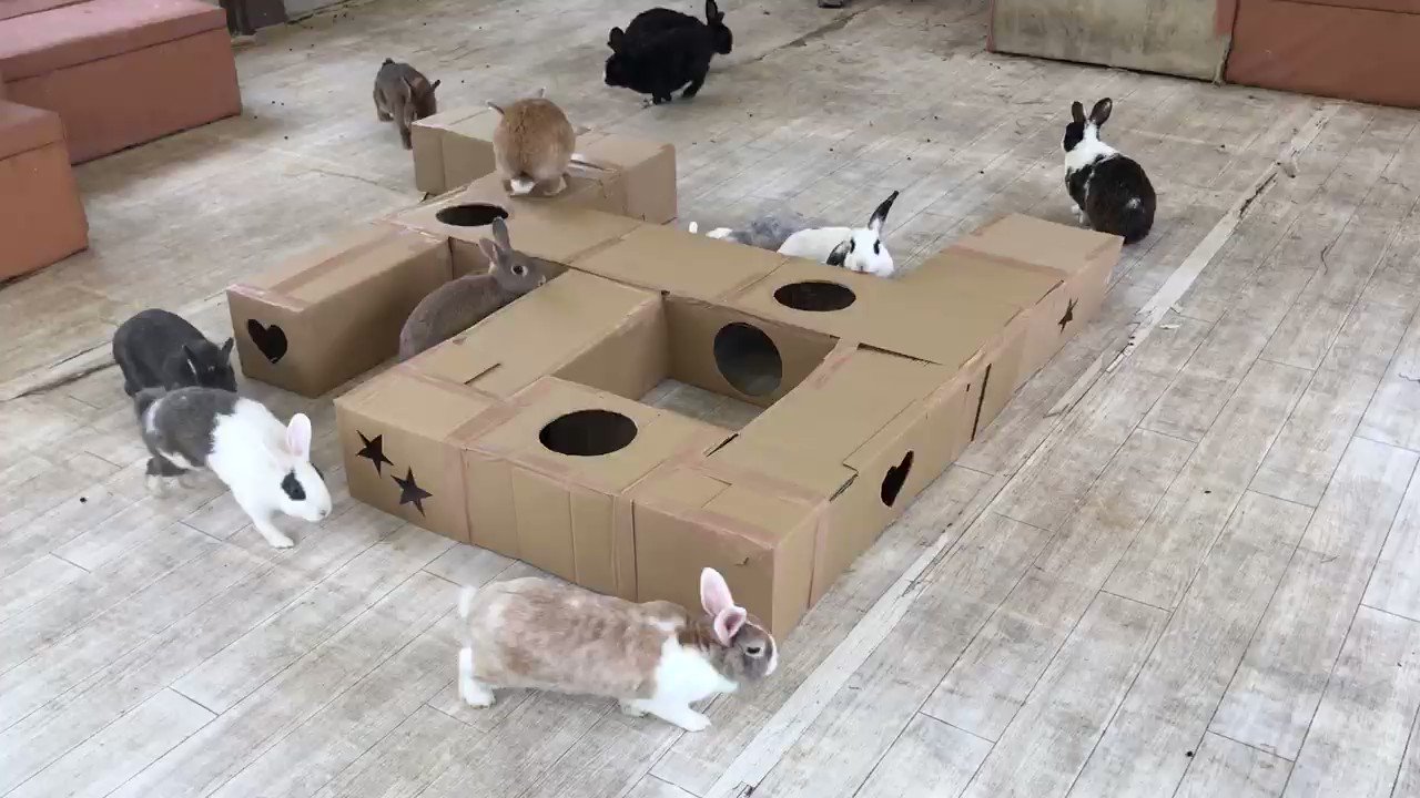 @ChibaZoo's video Tweet