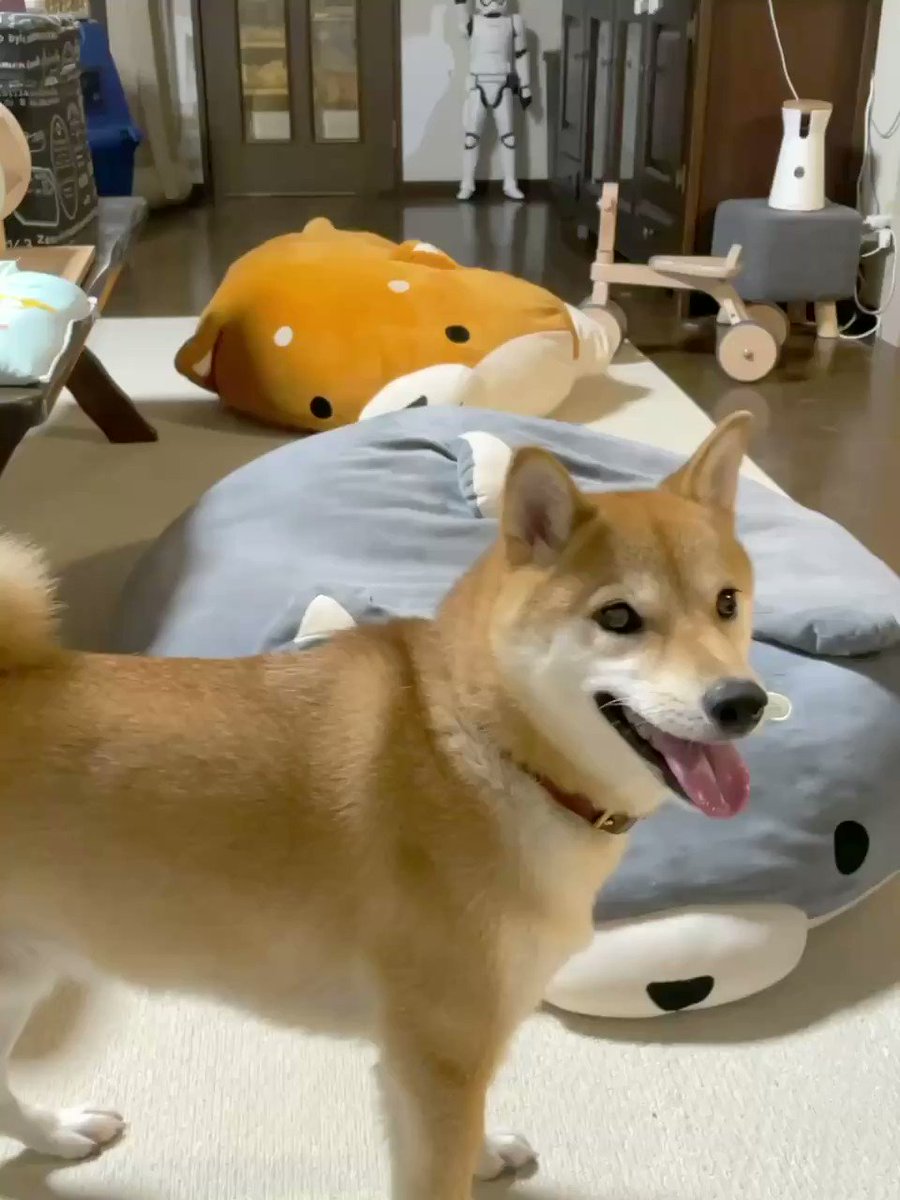 最速 柴犬 クッション りんご郎 最速 柴犬 クッション りんご郎