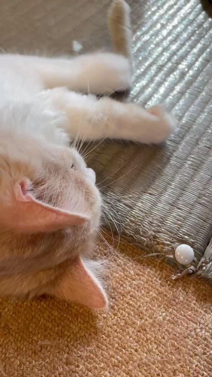 猫かふぇ 猫日和 へ かわいい猫たちの癒やしの空間でまったりと 小山市犬塚 おやナビ おやま 猫かふぇ 猫日和 へ かわいい猫たちの癒やしの空間でまったりと 小山市犬塚 おやナビ おやま