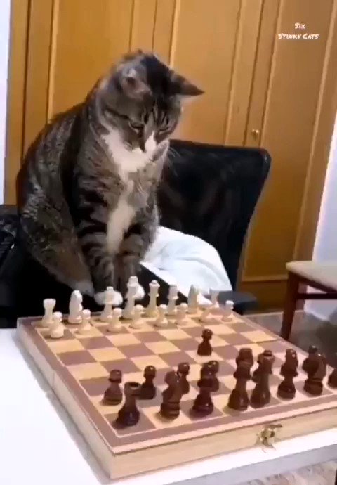 Like Cats and Dogs: A Chess Fight - SparkChess