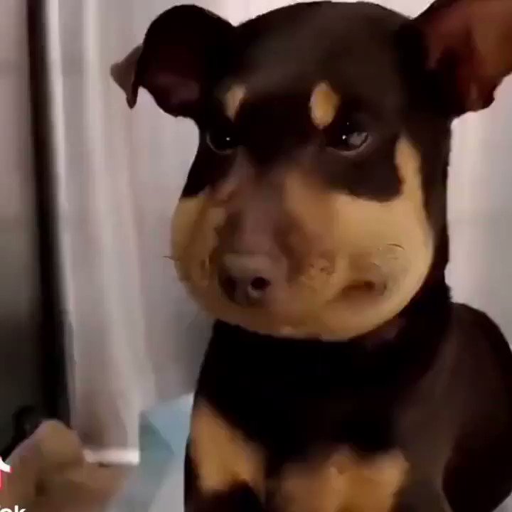 bee sting dog face