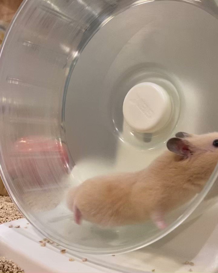 Hamster のtwitter検索結果 Yahoo リアルタイム検索 Hamster のtwitter検索結果 Yahoo リアルタイム検索