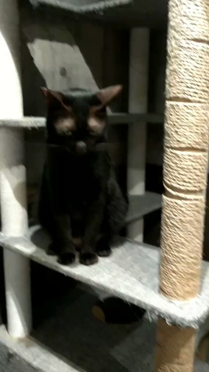 黒猫 MOGA on X: 