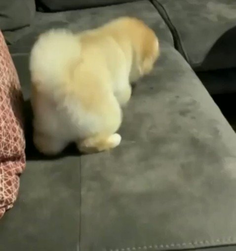 子犬式ストレッチ😆

#犬 #犬好きさんと繋がりたい https://t.co/qhz9aPnKOk