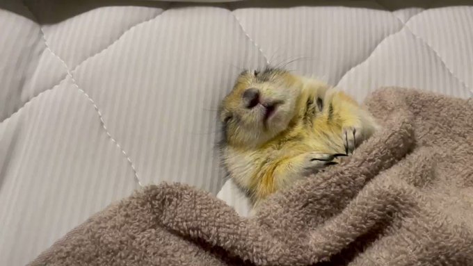 【リチャードソンジリス】眠っているリスにご飯を近づけたら…検証してみたのサムネイル画像