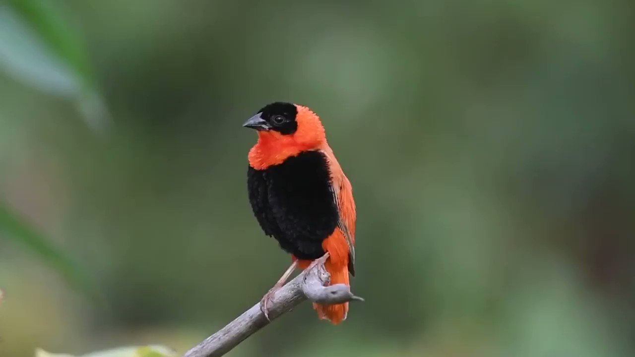 World birds on Twitter: "Northern Red Bishop or Orange Bishop (Euplectes franciscanus)🐦🦜🕊️🎵❤️ https://t.co/TCO3hIWgRB" / Twitter
