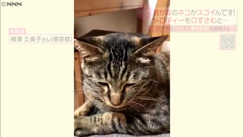 𝐍𝐄𝐊𝐎𝐌𝐀𝐑𝐔 飼い主さんの歌を耳コピしてしまう猫 名の知れた音楽家がこの猫に転生していたとしたら それは筆舌に尽くしがたい 引用元 公式日テレnews T Co 2znw7pto0m Twitter