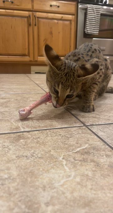 Remember when I said if you were mean to me I’d feed you to my cat? ? https://t.co/jnin15dBZZ