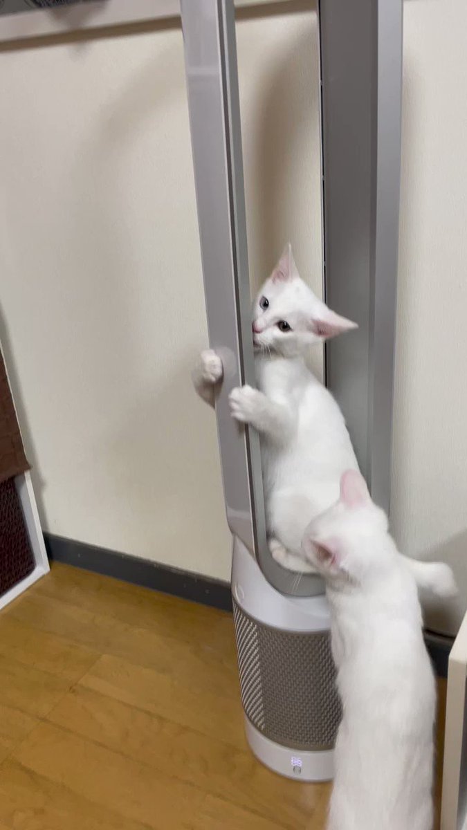 ②猫の日♡限定m(=✧ω✧=)m✧ ✧ ✧ 白猫♡白猫　猫ひな人形 白猫♡白猫 猫のお雛様【大】 (*´꒳`*)♡ （白猫の子猫の特徴と