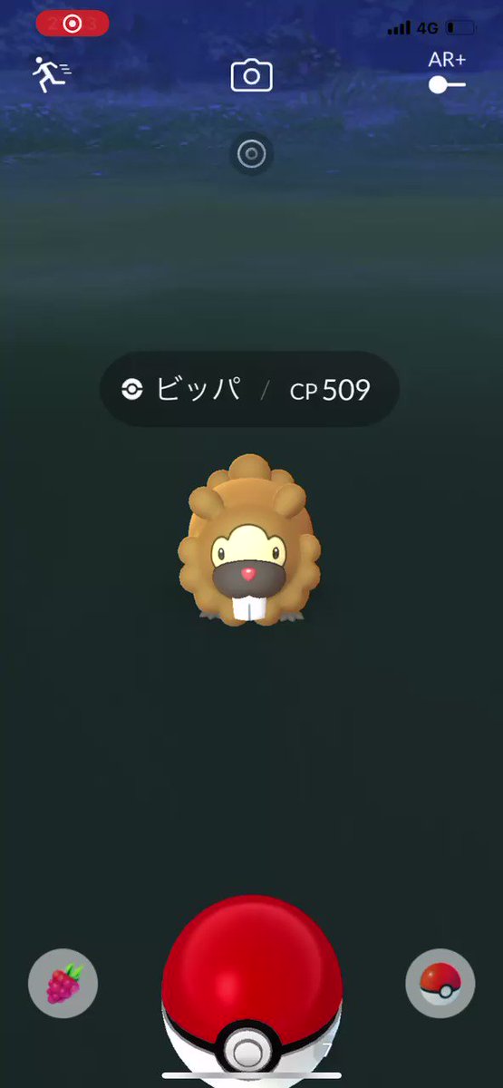 ポケモンgo ビッパの入手方法 能力 技まとめ 攻略大百科 ポケモンgo ビッパの入手方法 能力 技まとめ 攻略大百科