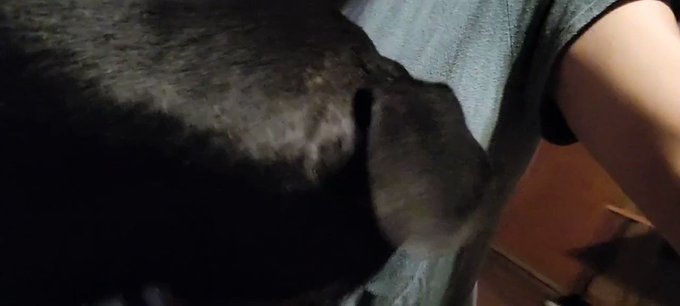 I have a way with doggos ??? my fav breed? Def doberman https://t.co/U1kvcBDOP5