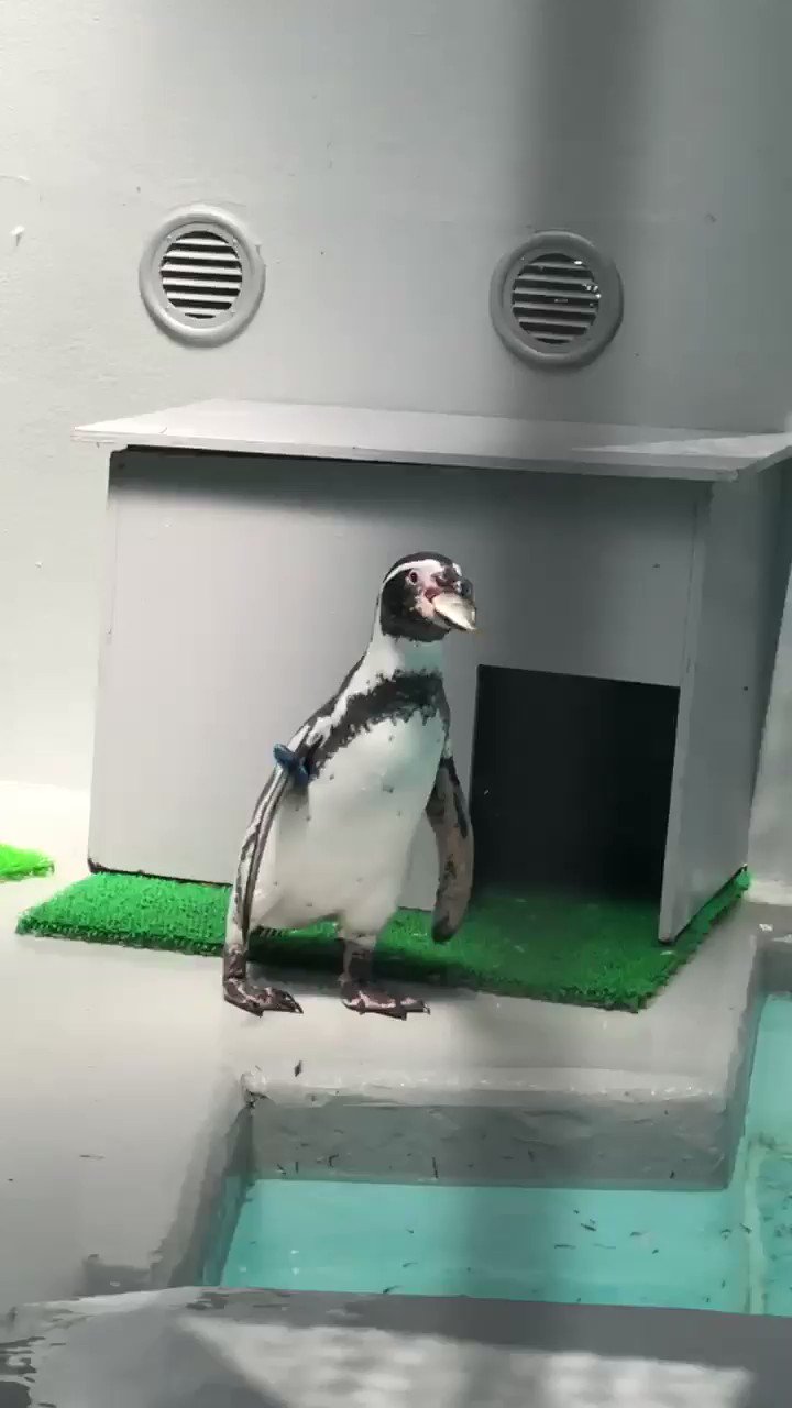 ペンギン様 nanaoko70 on X: 