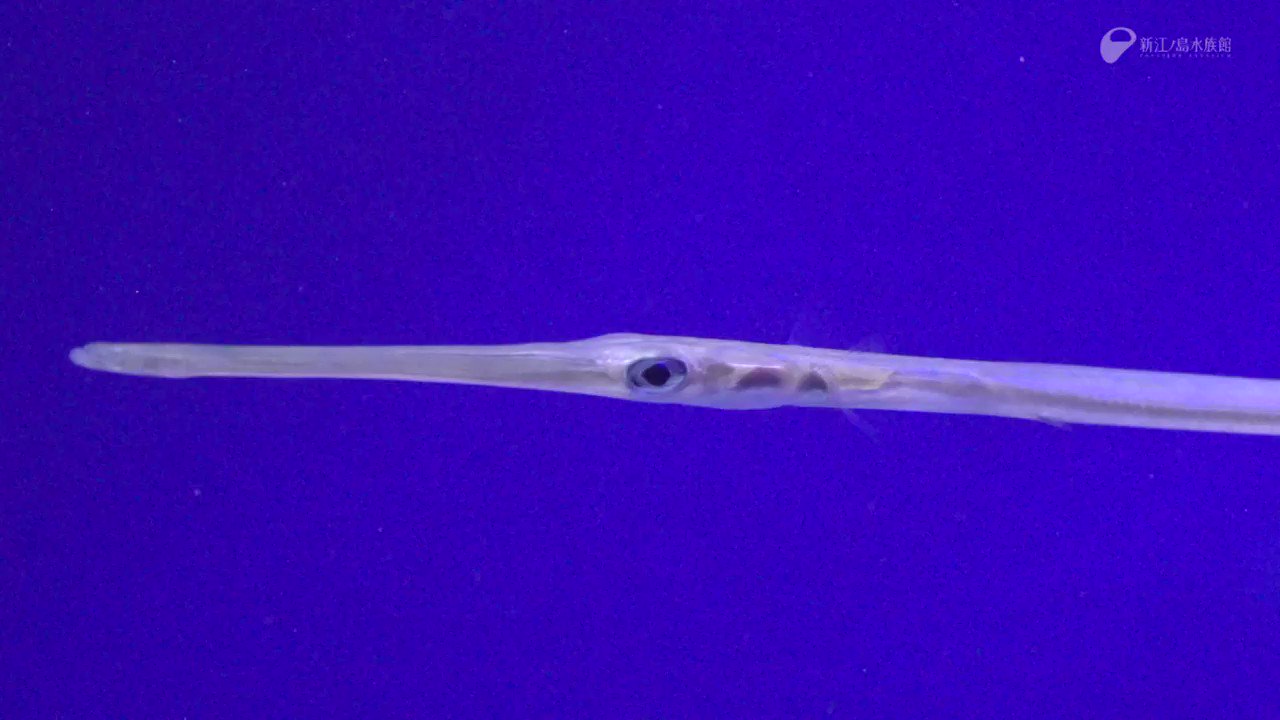 3点夫 ジギングしてるとたまに釣れるのはアカヤガラだけど ヤガラの捕食シーン見てみたいです Twitter
